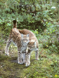 European Lynx, Female and Male, Northeast Finland Photographie par Philippe Henry