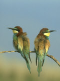 Bee-Eater, Pair Perched on Small Twig, Greece Lámina fotográfica por Mark Hamblin