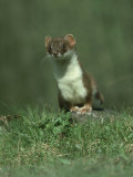 Stoat, Mustela Erminea Standing on Rock UK Lámina fotográfica por Mark Hamblin