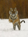 Tiger Adult Running Through Snow, Winter Photographic Print by Daniel Cox