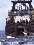Hake Stern Trawler Pulling in Its Catch Surrounded by Cape Fur Seals, Cape Point, Atlantic Ocean Photographic Print by Chris And Monique Fallows