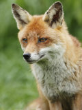 Red Fox, Portrait, Sussex, UK Photographie par Elliott Neep