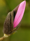 Magnolia Magnolia