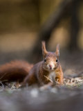 Red Squirrel, Crawling in Leaf Litter, Lancashire, UK Photographie par Elliott Neep