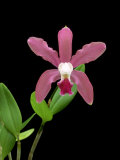 Orchid, Natural Hybrid Photographic Print by Geoff Kidd