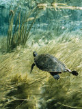 Rare Suwannee Cooter Turtle Swims through Clear Florida Waters Lámina fotográfica por Bill Curtsinger Rare Suwannee Cooter Turtle Swims through Clear Florida Waters Lámina fotográfica por Bill Curtsinger