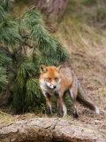 Red Fox, Young Male Fox Standing Amongst Pine Trees, Lancashire, UK Lámina fotográfica por Elliott Neep Red Fox, Young Male Fox Standing Amongst Pine Trees, Lancashire, UK Lámina fotográfica por Elliott Neep