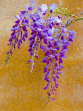 Wisteria Blooming in Spring, Sonoma Valley, California, USA Photographic Print by Julie Eggers