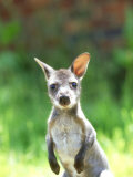 Red-Necked Wallaby, Young, UK Lámina fotográfica por Les Stocker Red-Necked Wallaby, Young, UK Lámina fotográfica por Les Stocker