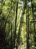 Taiwan Giant Bamboo, Doi Angkhang, Thailand Photographic Print by Dr. Cannon Raymond