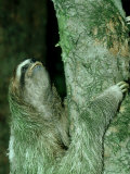 3-Toed Sloth, Bci, Panama Photographic Print by Philip J. Devries