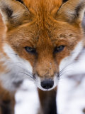 Elliott Neep - Red Fox, Portrait of Face, Lancashire, UK - Fotografik Baskı