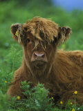 Highland Cow Fotografisk tryk af Mark Hamblin Highland Cow Fotografisk tryk af Mark Hamblin