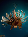 Lionfish, from Behind, New Caledonia Photographic Print by Tobias Bernhard