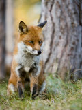 Red Fox, Sitting in Grass Next to Pine Tree, Lancashire, UK Photographic Print by Elliott Neep