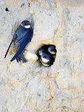 Sand Martin, Adult at Nest Site with Juveniles at Entrance Hole, Norfolk, UK Photographic Print by Mike Powles