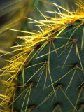 Cactus, Joshua Tree National Park, California, USA Photographic Print by Janell Davidson