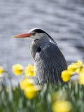 Grey Heron in Daffodils, London, UK Photographic Print by Elliot Neep
