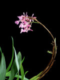 Orchid, Epidendrum Pink Cascade Photographic Print by Kidd Geoff