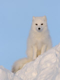 Arctic Fox, Near Churchill, Canada Lámina fotográfica por Daniel Cox Arctic Fox, Near Churchill, Canada Lámina fotográfica por Daniel Cox