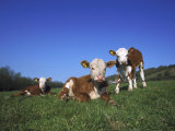 Hereford Cattle, Calves in Grass Meadow, UK Photographic Print by Mark Hamblin