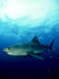 Tiger Shark, Aliwal Shoal, South Africa Photographic Print by Tobias Bernhard