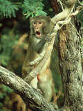 Rhesus Macaque, Aggression, India Photographie par Mike Powles