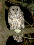 Barred Owl, Fletcher, USA Photographic Print by Gustav Verderber