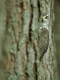 Goshawk, Peering from Between Trees Photographie par Mark Hamblin
