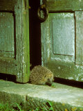 Hedgehog, Coming Through Gate Photographic Print by David Boag