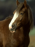 Horse, Chestnut & White Portrait Photographic Print by Mark Hamblin