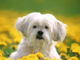 Lhasa Apso Lámina fotográfica por Herbert Kehrer Lhasa Apso Lámina fotográfica por Herbert Kehrer