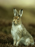 Mountain Hare, Adult in Spring, Scotland Photographic Print by Mark Hamblin