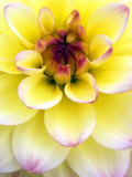 Dahlia Zingaro in Flower Photographic Print by Kidd Geoff