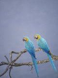 Blue and Yellow Macaw, Upper Tambopata River, Peruvian Amazon Photographic Print by Mark Jones