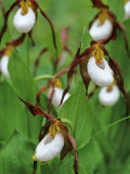 Lady Slippers in the Flathead National Forest, Montana, USA Lámina fotográfica por Chuck Haney Lady Slippers in the Flathead National Forest, Montana, USA Lámina fotográfica por Chuck Haney