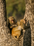 Rhesus Macaques, Pair of Macaques in Tree, Bandhavgarh, India Photographic Print by Elliot Neep