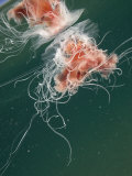 Jellyfish, New Zealand Lámina fotográfica por Tobias Bernhard