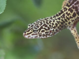 Leopard Gecko Photographic Print by Alan And Sandy Carey