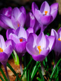 Crocus, Reading, Massachusetts Photographic Print by Lisa S. Engelbrecht