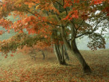 Japanese Maple, November, UK Photographic Print by Ian West