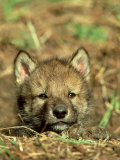 Grey Wolf, Pup at Den in Spring Photographic Print by Daniel J. Cox