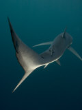 Blue Shark, Cape Point, Atlantic Ocean Photographie par Chris And Monique Fallows