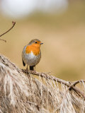 Robin, Perched on Dead Pine Branch, Lancashire, UK Photographic Print by Elliot Neep
