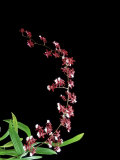 Orchid, Sherry Baby Photographic Print by Kidd Geoff