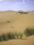 Camels Walking in Desert, Morocco Prints by Michael Brown