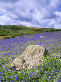 Bluebells in Open Pasture, Halwell Lawn, Devon, UK Photographie par David Clapp