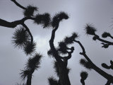 Branches of a Joshua Tree, Mojave Desert, Southern California Photographic Print by Sam Abell