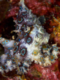 Blue Ring Octopus, Komodo, Indonesia Photographic Print by Mark Webster