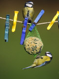 Blue Tits, Feeding on Feeder Photographie par Mark Hamblin